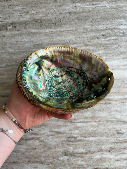 Abalone schelpen bakje