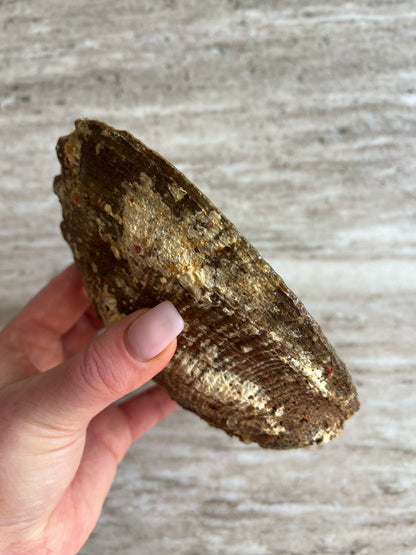 Abalone schelpen bakje