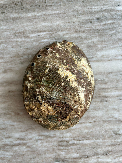 Abalone schelpen bakje