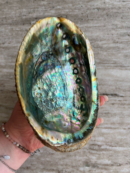Abalone schelpen bakje