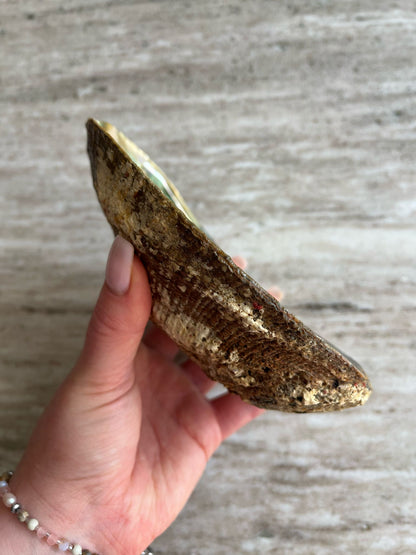 Abalone schelpen bakje